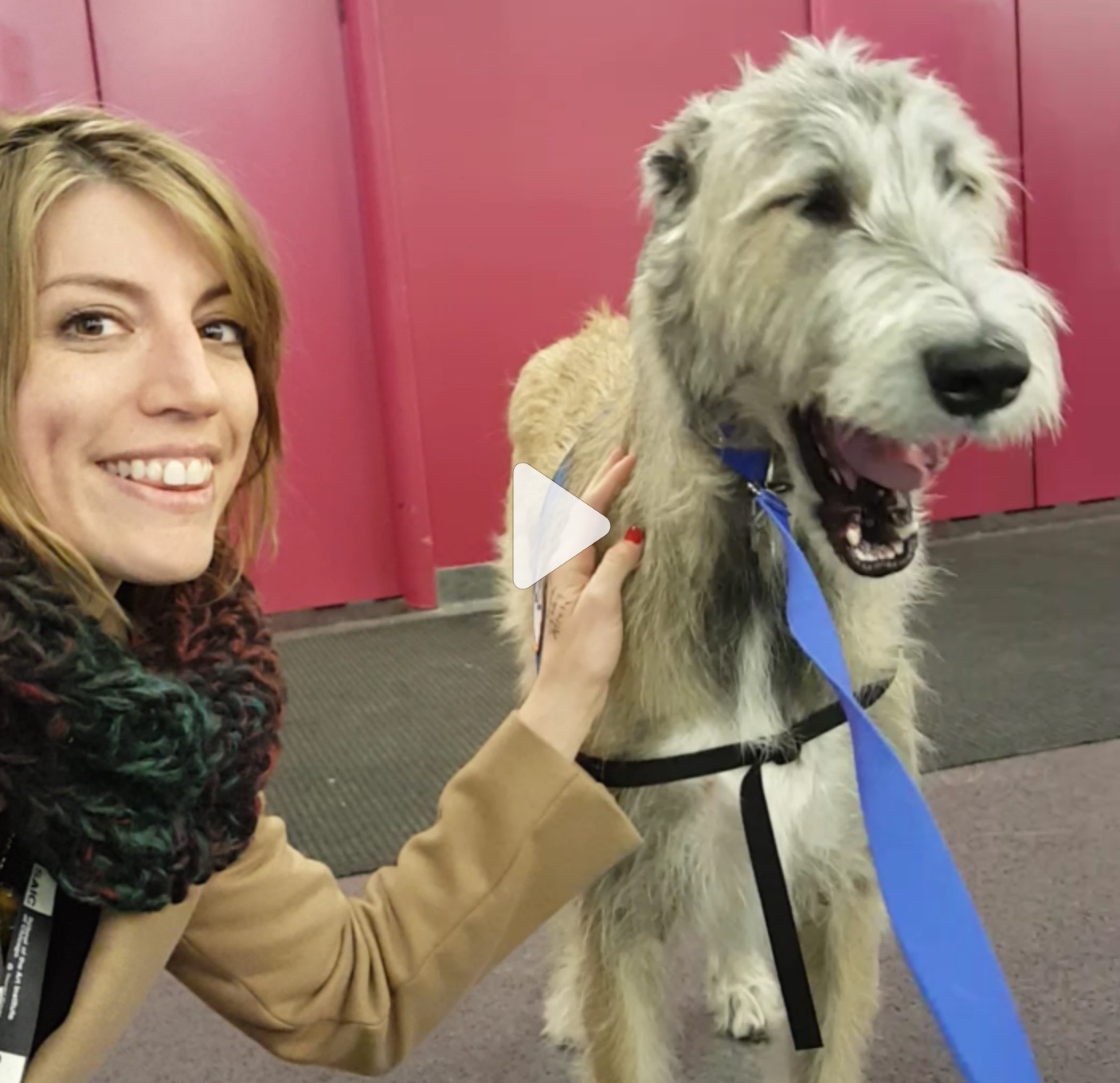 My School Is Cool: Petting Dogs at SAIC.
