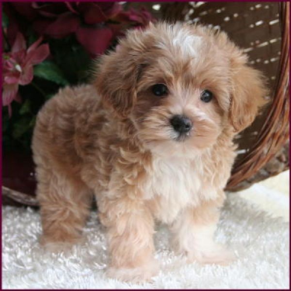 teacup maltipoo dog