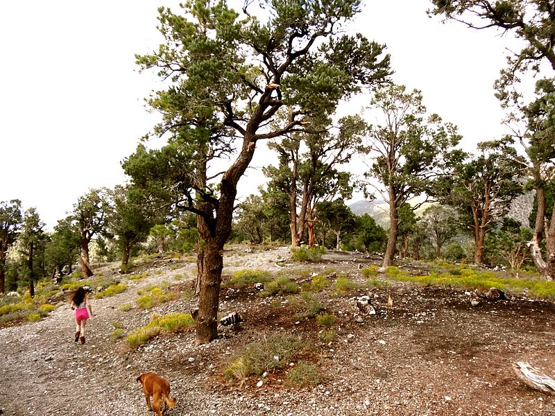 Girl, Dog, Trees (You)