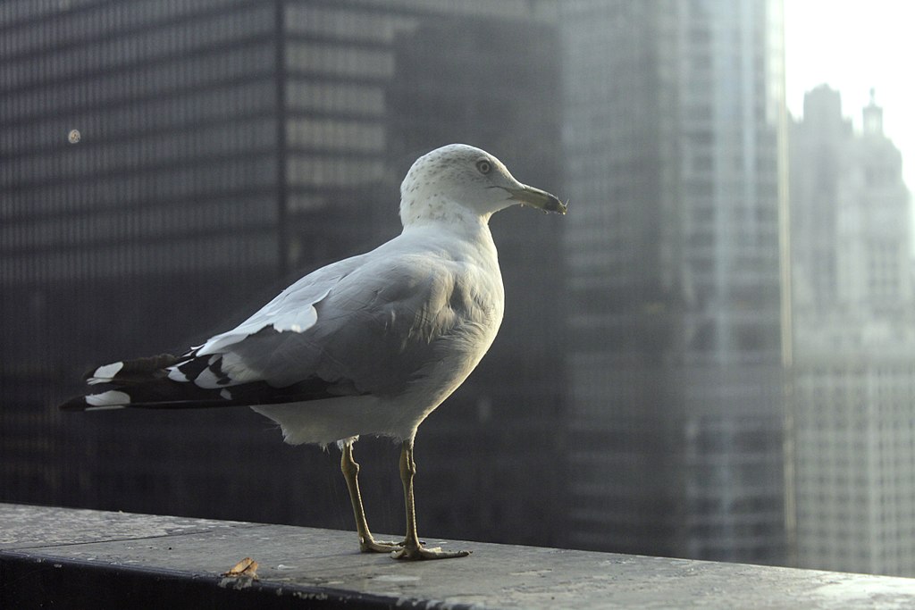 Look Homeward, Seagull