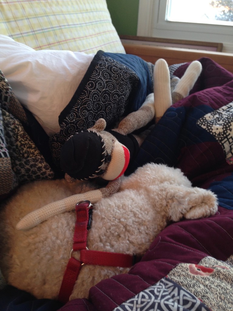 Pendennis and my mom's dog, Scrabble, cuddling during an early morning blizzard. Door County, 2013.