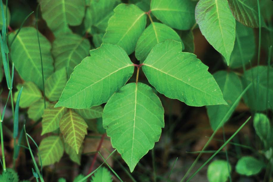 Rather lovely, the poison ivy plant.