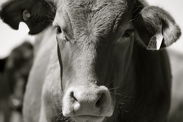 This photo was filed in WikiCommons under "Sweaty" for the sweaty nose of the cow. I think the picture works in every way for this post.